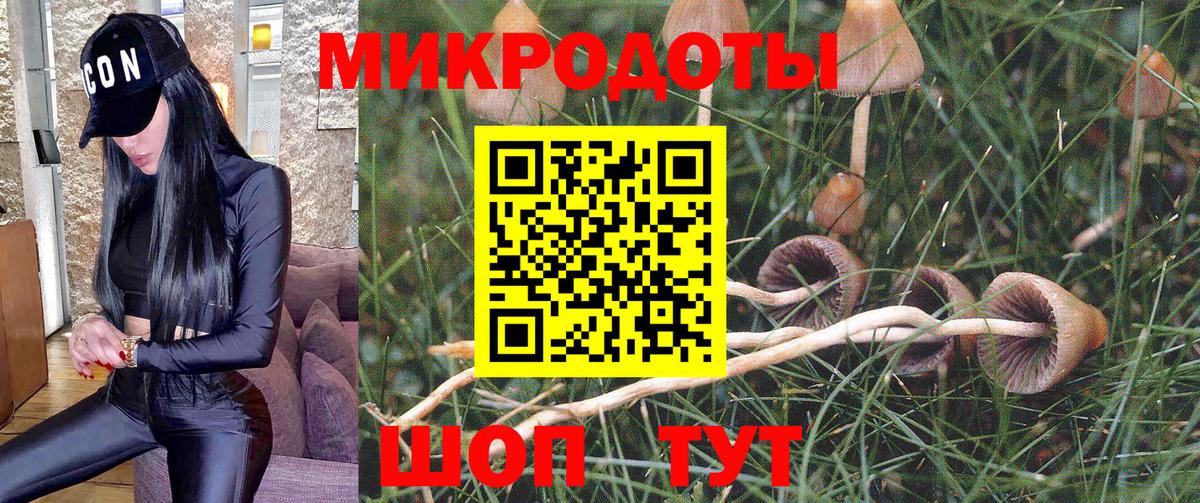 Галлюциногенные грибы Psilocybe Тара